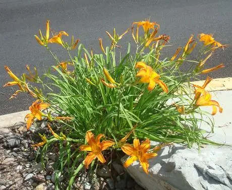 Лилейники 3