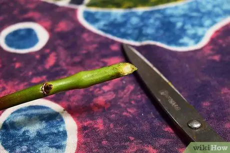 Продлить жизнь в вазе свежих цветов Шаг 3