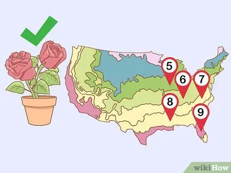 Выращивание длинностебельных роз в домашних условиях Шаг 1