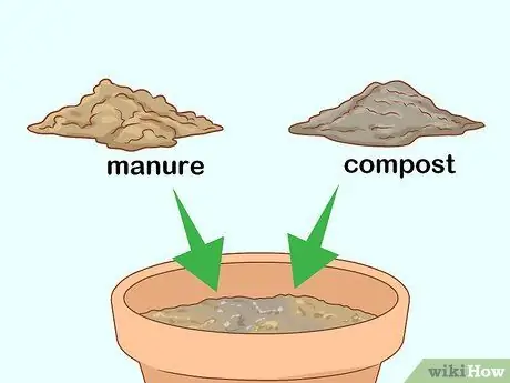 Выращивание длинностебельных роз в домашних условиях Шаг 11