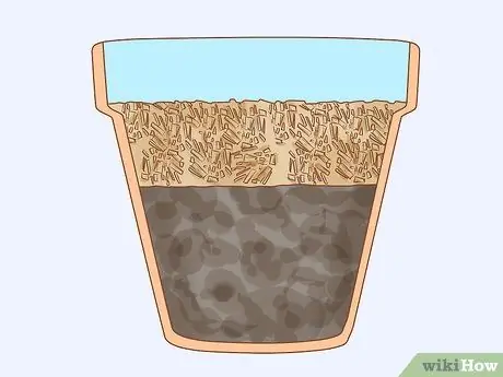 Выращивание длинностебельных роз в домашних условиях Шаг 13