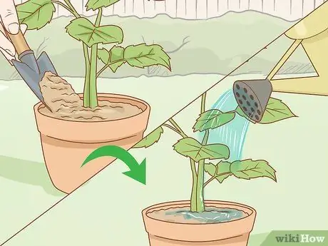 Выращивание длинностебельных роз в домашних условиях Шаг 14