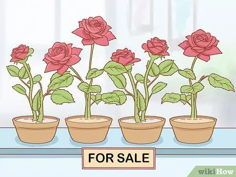 Выращивание длинностебельных роз в домашних условиях Шаг 3