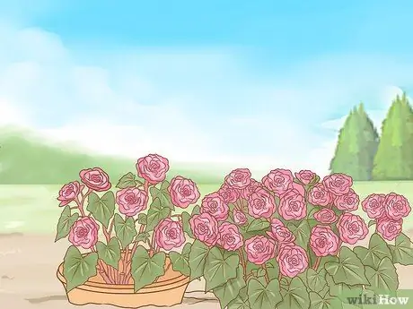 Выращивание длинностебельных роз в домашних условиях Шаг 5