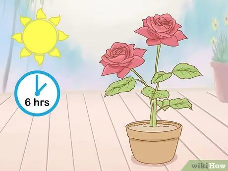 Выращивание длинностебельных роз в домашних условиях Шаг 6