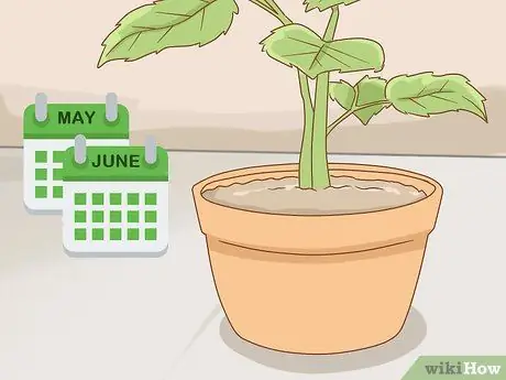 Выращивание длинностебельных роз в домашних условиях Шаг 7