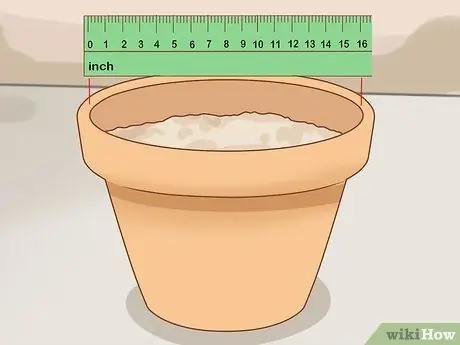 Выращивание длинностебельных роз в домашних условиях Шаг 8