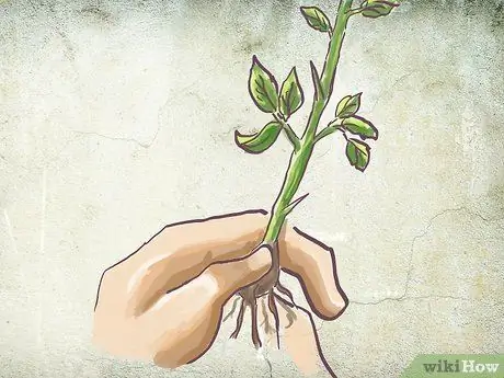 Посадить куст роз с голыми корнями в горшок Шаг 1