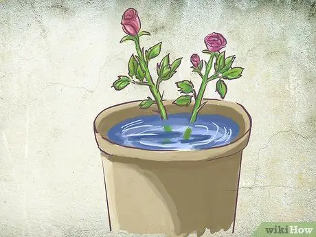 Посадить куст роз с голыми корнями в горшок Шаг 2