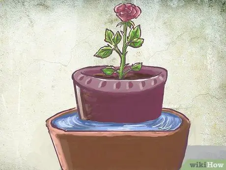 Посадить куст роз с голыми корнями в горшок Шаг 8