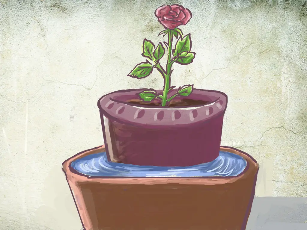 Как посадить куст роз с голыми корнями в горшок: 8 шагов