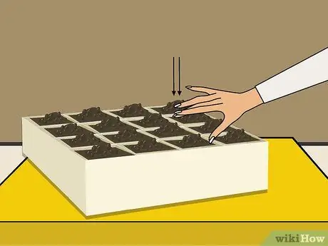 Выращивание хризантем Шаг 10