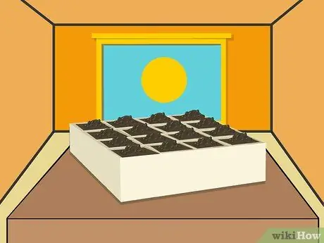 Выращивание хризантем Шаг 11