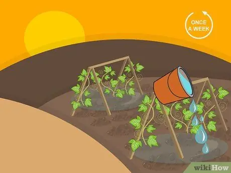 Выращивание огурцов для засолки Шаг 08 Выращивание огурцов для засолки Шаг 08