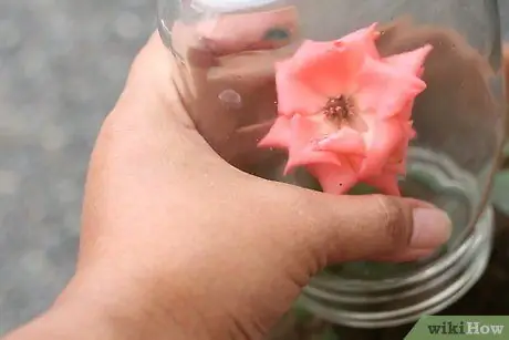Выращивание куста розы из одного стебля или срезки Шаг 4 Выращивание куста розы из одного стебля или срезки Шаг 4