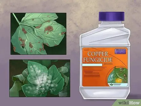 Купить органические фунгициды Step 05 Купить органические фунгициды Step 05