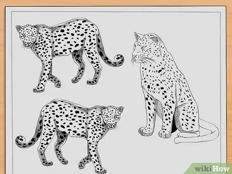 Рисуем леопардов Шаг 10