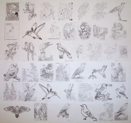 Colorpgsbirds Colorpgsbirds