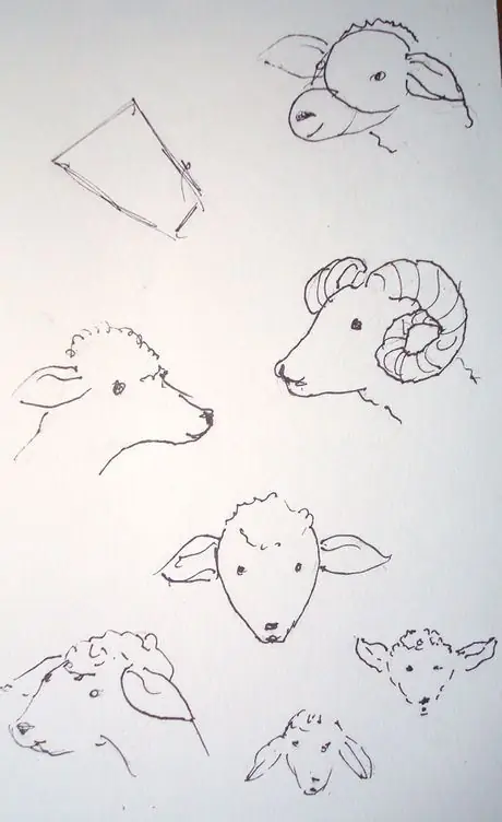 Овцы