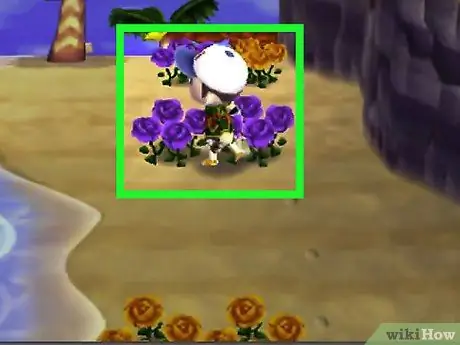 Получите синие розы и фиолетовые анютины глазки в Animal Crossing_ New Leaf, шаг 1 Получите синие розы и фиолетовые анютины глазки в Animal Crossing_ New Leaf, шаг 1