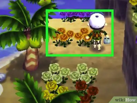 Получите синие розы и фиолетовые анютины глазки в Animal Crossing_ New Leaf, шаг 2 Получите синие розы и фиолетовые анютины глазки в Animal Crossing_ New Leaf, шаг 2