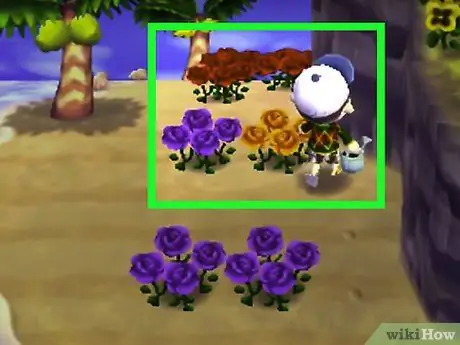 Получите синие розы и фиолетовые анютины глазки в Animal Crossing_ New Leaf, шаг 3 Получите синие розы и фиолетовые анютины глазки в Animal Crossing_ New Leaf, шаг 3