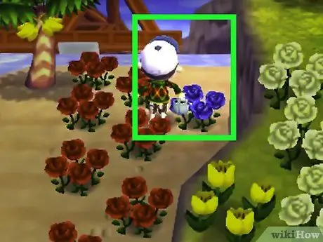 Получите синие розы и фиолетовые анютины глазки в Animal Crossing_ New Leaf, шаг 4 Получите синие розы и фиолетовые анютины глазки в Animal Crossing_ New Leaf, шаг 4