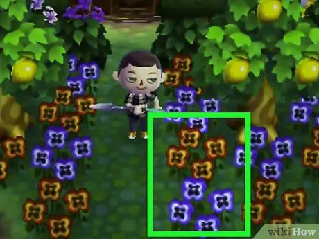 Получите синие розы и фиолетовые анютины глазки в Animal Crossing_ New Leaf, шаг 7 Получите синие розы и фиолетовые анютины глазки в Animal Crossing_ New Leaf, шаг 7