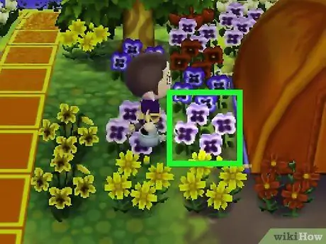 Получите синие розы и фиолетовые анютины глазки в Animal Crossing_ New Leaf, шаг 8 Получите синие розы и фиолетовые анютины глазки в Animal Crossing_ New Leaf, шаг 8