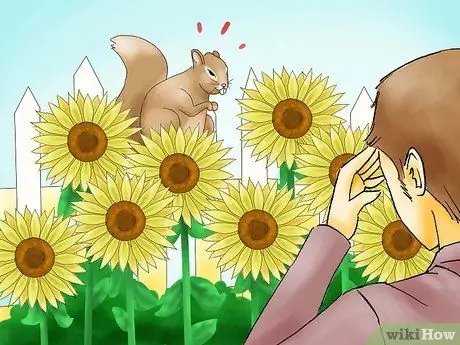 Защитите подсолнухи от белок Шаг 01 Защитите подсолнухи от белок Шаг 01