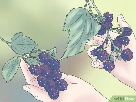 Выращивание ежевики Шаг 1 Выращивание ежевики Шаг 1