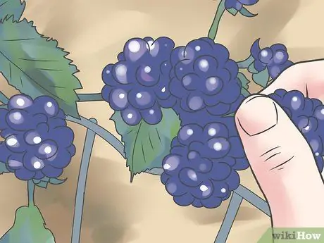 Выращивание ежевики Шаг 13 Выращивание ежевики Шаг 13