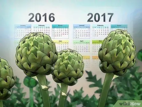 Выращивать артишоки Шаг 13 Выращивать артишоки Шаг 13