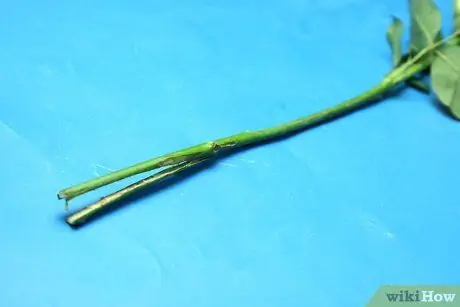 Красить сушеные розы Шаг 9 Красить сушеные розы Шаг 9