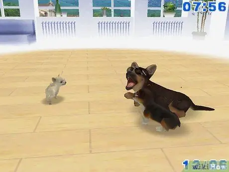 Зарабатывайте деньги и очки тренера в Nintendogs Шаг 1 Зарабатывайте деньги и очки тренера в Nintendogs Шаг 1