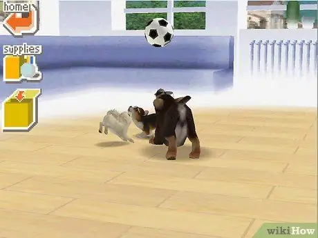 Зарабатывайте деньги и очки тренера в Nintendogs, шаг 2 Зарабатывайте деньги и очки тренера в Nintendogs, шаг 2