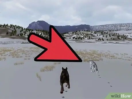 Позаботьтесь о щенках в WolfQuest Step 6 Позаботьтесь о щенках в WolfQuest Step 6