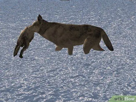 Сыграть в Wolf Quest Step 8 Сыграть в Wolf Quest Step 8
