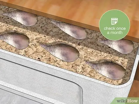 Срезанные клубни георгина Шаг 16 Срезанные клубни георгина Шаг 16