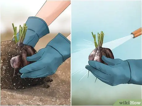 Срезанные клубни георгина Шаг 5 Срезанные клубни георгина Шаг 5