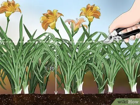 Разделите лилейники, шаг 2 Разделите лилейники, шаг 2