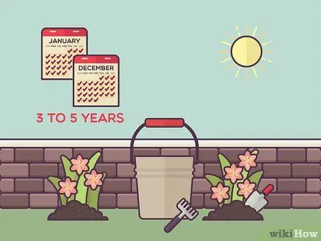 Посадить лилейники Шаг 16 Посадить лилейники Шаг 16