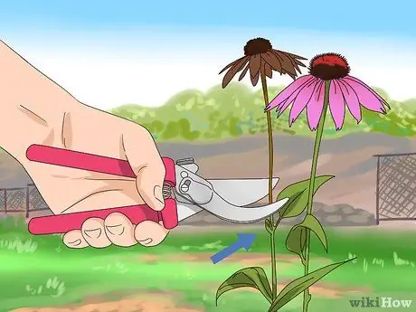 Чернослив Coneflowers Шаг 1 Чернослив Coneflowers Шаг 1