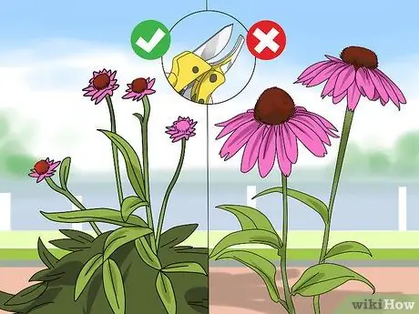 Чернослив Coneflowers Шаг 10 Чернослив Coneflowers Шаг 10