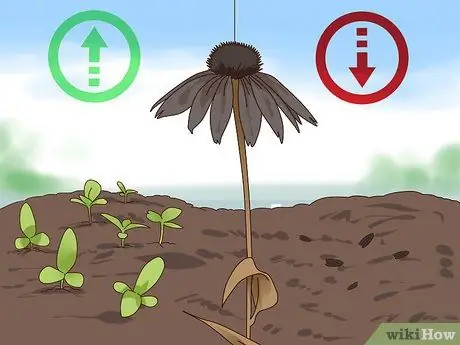 Чернослив Coneflowers Шаг 2 Чернослив Coneflowers Шаг 2