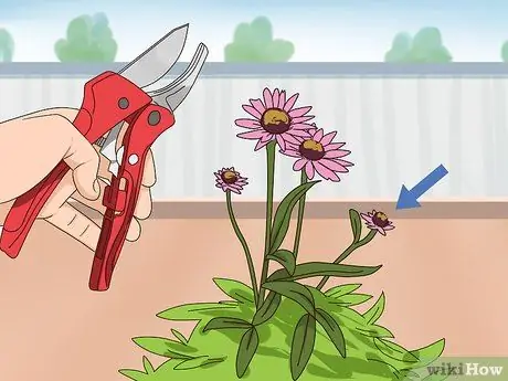 Чернослив Coneflowers Шаг 7 Чернослив Coneflowers Шаг 7