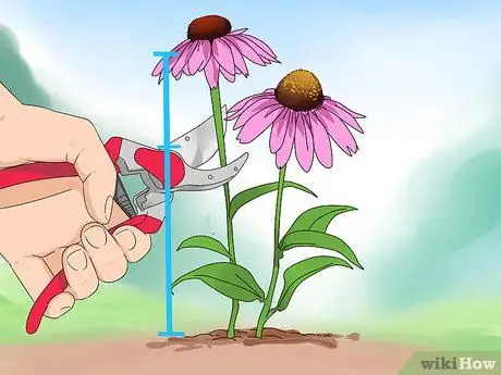 Чернослив Coneflowers Шаг 8 Чернослив Coneflowers Шаг 8