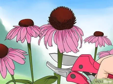 Чернослив Coneflowers Шаг 9 Чернослив Coneflowers Шаг 9