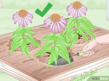 Разделить шишки Шаг 15 Разделить шишки Шаг 15