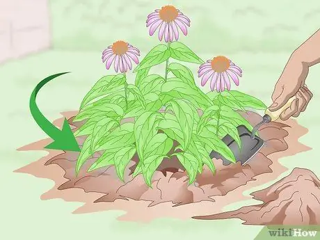 Разделить шишки Шаг 5 Разделить шишки Шаг 5